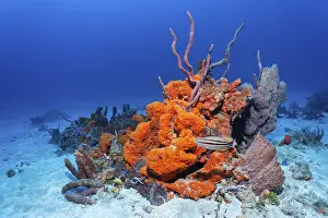 Reef formation, various colourful sponges