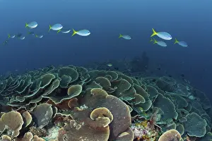 Reef with lettuce coral, Turbinaria mesenterina