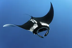 Reef manta ray (Manta alfredi)