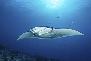 Reef manta ray (Manta alfredi) from front