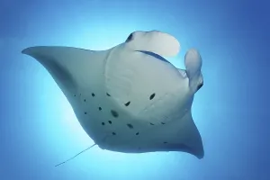 Reef manta ray (Manta alfredi) backlit by sun
