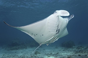 Reef Manta Ray (Manta alfredi) and Live Sharksuckers (Echeneis naucrates)