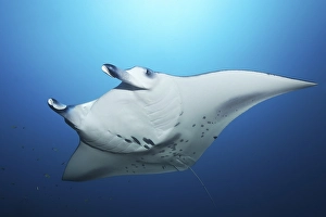 Reef manta ray (Manta alfredi) swims in blue water
