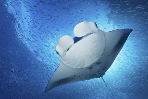 Reef manta ray (Mobula alfredi) from below
