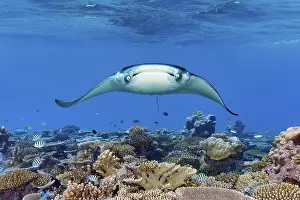 Reef manta ray (Mobula alfredi) from the front