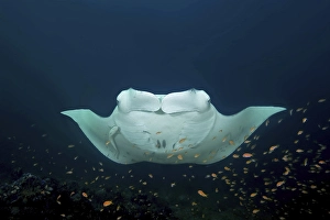 Reef Manta Ray (Mobula alfredi) with cleaner fishes