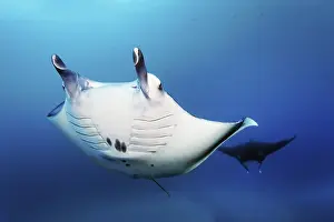 Reef manta ray (Mobula alfredi) (Syn)