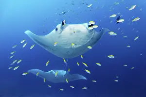 Category Coral Reefs DE Prints: Two reef manta rays (Mobula alfredi) stingrays or whiptail rays (Dasyatidae)