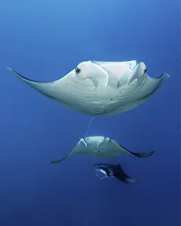 Three reef manta rays (Mobula alfredi) stingrays or whiptail rays (Dasyatidae)