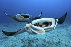 Two Reef manta rays (Mobula alfredi) swims with open mouth over sandy bottom