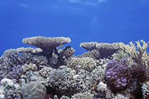 Reef scene with numerous hard corals