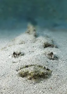 Category Coral Reefs DE Prints: Reef stonefish (Synanceia verrucosa)