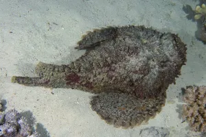 Reef stonefish (Synanceia verrucosa) from above