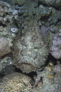 Reef stonefish (Synanceia verrucosa) from above