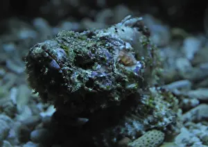 Reef stonefish (Synanceia verrucosa)