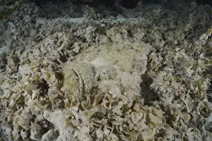 Reef stonefish (Synanceia verrucosa)