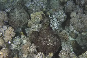 Reef stonefish (Synanceia verrucosa)
