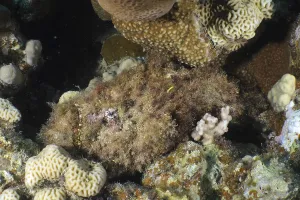 Reef stonefish (Synanceia verrucosa)