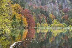 Reflection of colourful autumn trees in a calm lake