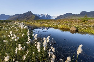 Reflection in a river with cotton grass
