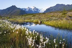 Reflection in a river with cotton grass