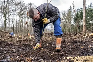 Reforestation in the Arnsberg Forest near Ruethen-Nettelstaedt