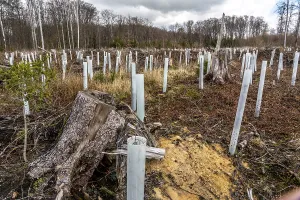 Reforestation in the Arnsberg Forest near Ruethen-Nettelstaedt