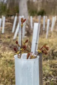 Reforestation in the Arnsberg Forest near Ruethen-Nettelstaedt