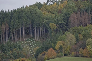 Reforestation, KLimawandel, forest dieback