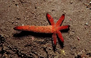 Regenerated starfish, Asteroidea