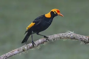 Regent Bowerbird (Sericulus chrysocephalus) male