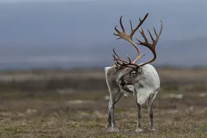 A reindeer bull (Rangifer tarandus) attentively observes a rival