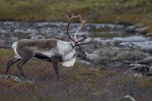 You can see the reindeer bull (Rangifer tarandus) during the exhausting time of the rut