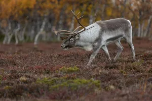 The reindeer bull (Rangifer tarandus) follows his herd with bowed head