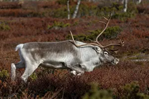 Framed Print : A reindeer bull (Rangifer tarandus) follows his herd wandering across the tundra during the rut