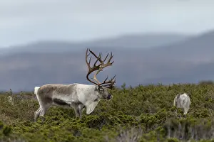 Framed Print : A reindeer bull (Rangifer tarandus) watches over his small herd Framed Print : A reindeer bull (Rangifer tarandus) watches over his small herd