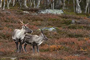 Framed Print : A reindeer cow (Rangifer tarandus) with calf in the autumn tundra