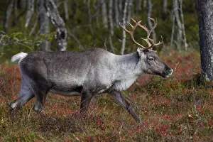 Framed Print : A reindeer cow (Rangifer tarandus) walks through the autumn taiga