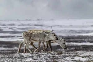 Framed Print : A reindeer cow (Rangifer tarandus) walks across the snow-covered tundra with her last year's calf
