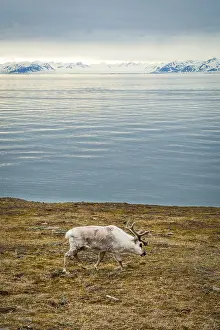 Reindeer eating grass infront of the sea and mountains in slow in Svalbard
