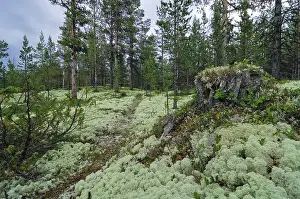 Reindeer lichen (Cladonia rangiferina)