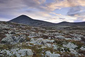 Reindeer Lichen (Cladonia rangiferina)
