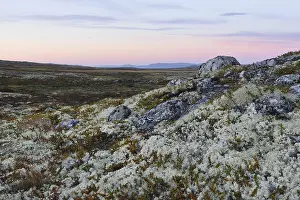 Reindeer Lichen (Cladonia rangiferina)