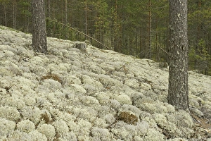 Reindeer Lichens or Caribou Moss (Cladonia rangiferina)