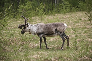 Reindeer (Rangifer tarandus)