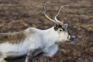 Reindeer (Rangifer tarandus) adult