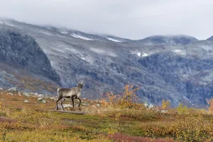 Reindeer (Rangifer tarandus) in autumnal mountain landscape