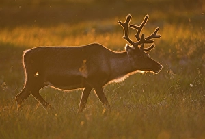 Reindeer (Rangifer tarandus) in backlight at sunset