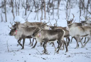 Reindeer (Rangifer tarandus) in breeding animals in enclosure