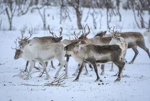 Reindeer (Rangifer tarandus) in breeding animals in enclosure